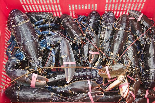Time and Size Limits Imposed on Lobster Catch The Fish Site